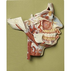 Anatomiemodel Hoofd Anatomiemodel Hoofd