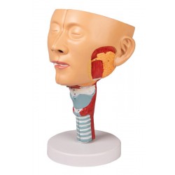 Anatomisch Model Hoofd met Larynx Anatomisch Model Hoofd met Larynx