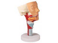 Anatomisch Model Hoofd met Larynx