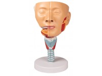 Anatomisch Model Hoofd met Larynx