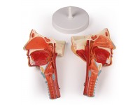 Anatomisch Model Hoofd met Larynx