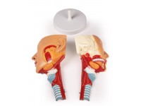 Anatomisch Model Hoofd met Larynx