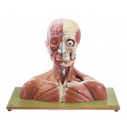 Anatomisch Model Hoofd en Nek, 19-delig