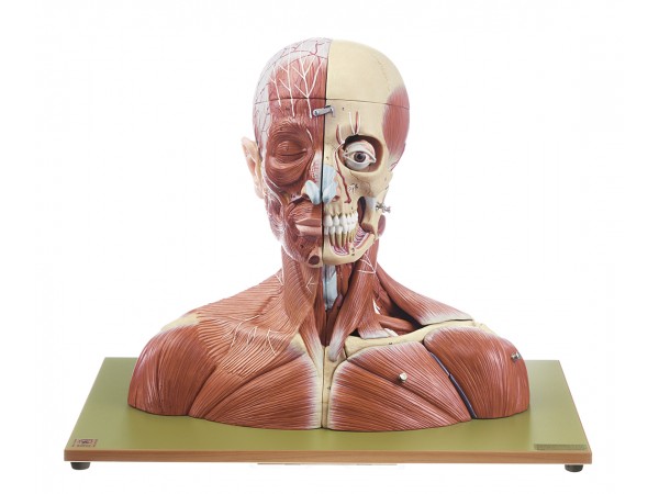 Anatomisch Model Hoofd en Nek, 19-delig