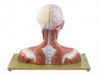 Anatomisch Model Hoofd en Nek, 19-delig