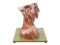 Anatomisch Model Hoofd en Nek, 19-delig