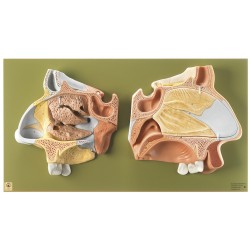 Anatomisch Model Neus