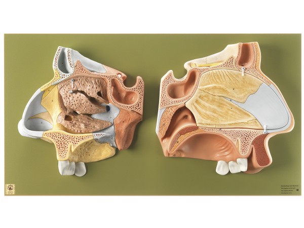 Anatomisch Model Neus