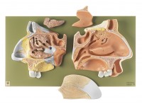 Anatomisch Model Neus