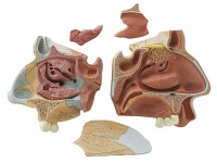 Anatomisch Model Neus