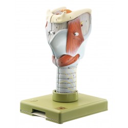 Anatomisch Model Strottenhoofd, 5-delig