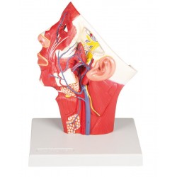 Doorsnede Hoofd met Aders