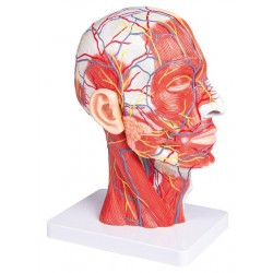 Half Hoofd Model, ware grootte Half Hoofd Model, ware grootte