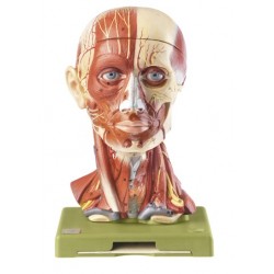 Hoofd Model met Spieren, Bloedvaten en Zenuwen