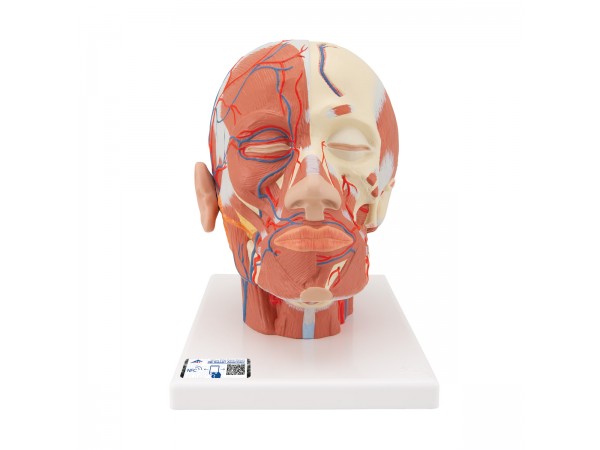 Hoofdmodel met spieren & bloedvaten