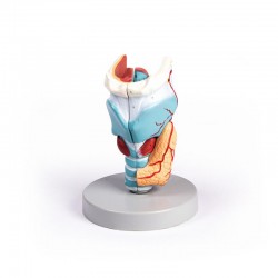 Larynx Model, 2x vergroot, 5-delig