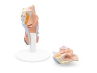 Larynx / Strottenhoofd, 2-delig