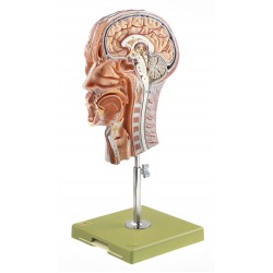 Mediane Doorsnede Hoofd Model Mediane Doorsnede Hoofd Model