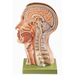 Mediane Doorsnede Hoofd Mediane Doorsnede Hoofd