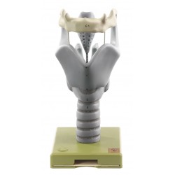 Model Kraakbeen Strottenhoofd Model Kraakbeen Strottenhoofd