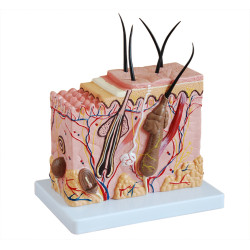 Anatomie Model Huid, Budget