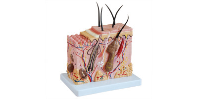 Anatomie Model Huid, Budget
