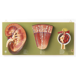 Anatomiemodel Nier, Nefron en Renaal Lichaampje