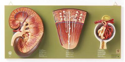 Anatomiemodel Nier, Nefron en Renaal Lichaampje