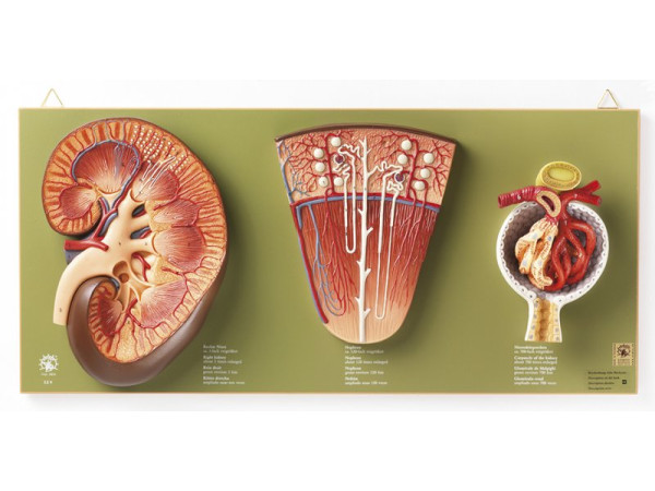 Anatomiemodel Nier, Nefron en Renaal Lichaampje Anatomiemodel Nier, Nefron en Renaal Lichaampje
