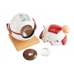 Oog Model met Functionele Lens