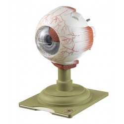 Oogbal Model, 6-delig