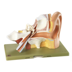 Anatomie model Oor, 3 x Vergroot