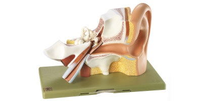 Anatomie model Oor, 3 x Vergroot