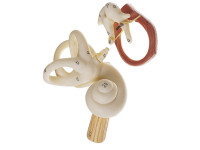 Anatomie model Oor, 3 x Vergroot Anatomie model Oor, 3 x Vergroot