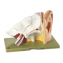 Anatomisch Model Oor, 6-delig