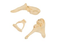 Gehoorbeentjes (Ossicles) Model Bonelike