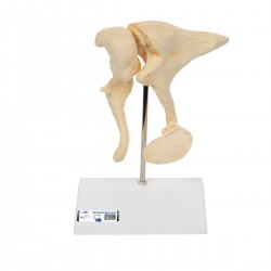 Gehoorbeentjes (Ossicles) Model Bonelike