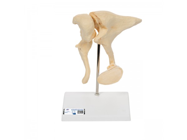 Gehoorbeentjes (Ossicles) Model Bonelike