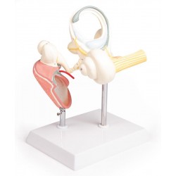 Labyrint Model met Trommelvlies en Gehoorbeentjes