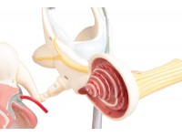 Labyrint Model met Trommelvlies en Gehoorbeentjes