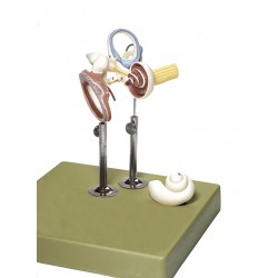 Model Labyrint met Gehoorbeentjes en Trommelvlies