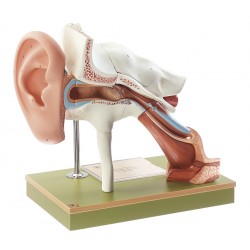 Oor met Oorschelp Model, 8-delig