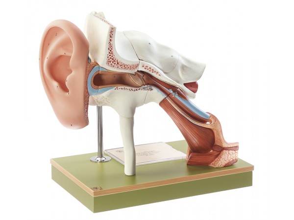 Oor met Oorschelp Model, 8-delig