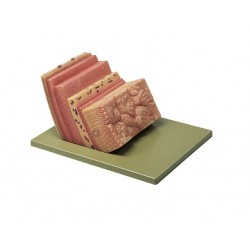 Anatomisch Model Maagwand