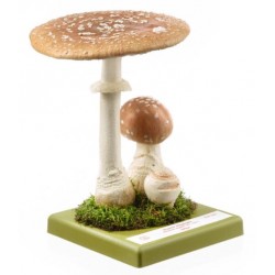 Bruine Vliegenzwam Model