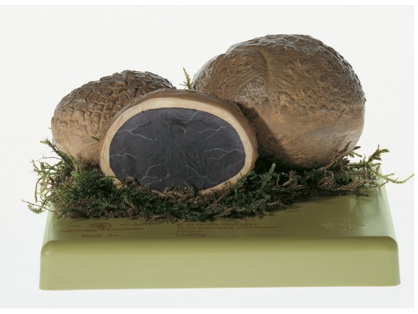 Gele Aardappelbovist Model Gele Aardappelbovist Model