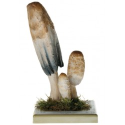 Geschubte Inktzwam Model