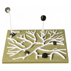 Gewone Kopjesschimmel Model