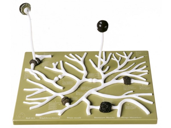 Gewone Kopjesschimmel Model