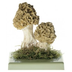 Gewone Morielje Model